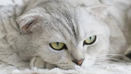 世界杯客户端更新-主场告别战破门！阿尔马达突破造点，梅西让点奥塔门迪主罚命中