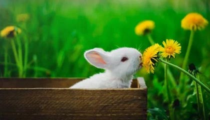 世界杯官网手机版-打板绝杀靠运气？双探花同砍30+ 绿军斩雄鹿非巧合